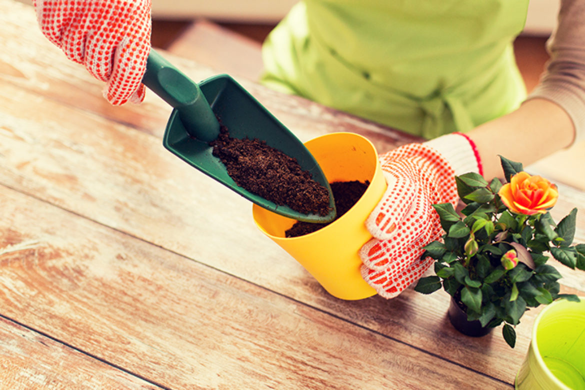 Comment bien rempoter une plante ?