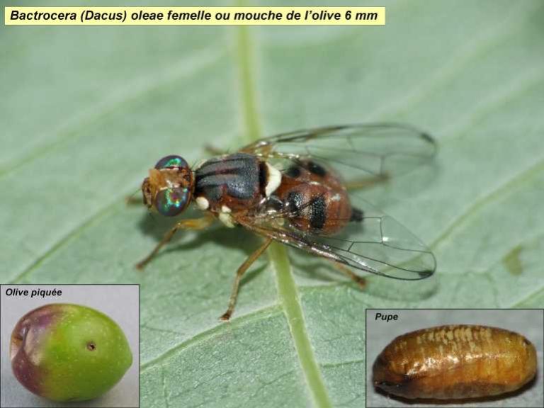 Mouche De L Olivier Piqure Sur L Homme L'Olivier : le soigner de la mouche - Végétal Fleurs & Jardins