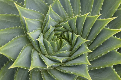 Succulentes, cactées et autres plantes grasses