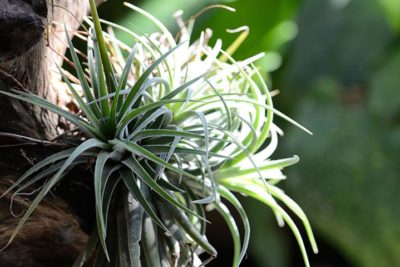 Filles de l’air ou tillandsias