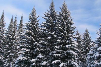 Plantation d’un sapin en pot