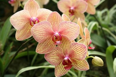 Comment entretenir des orchidées ?