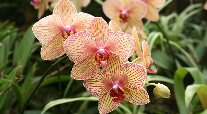 Entretenir ses orchidées - - Végétal Fleurs & Jardins Fleuriste à Allauch